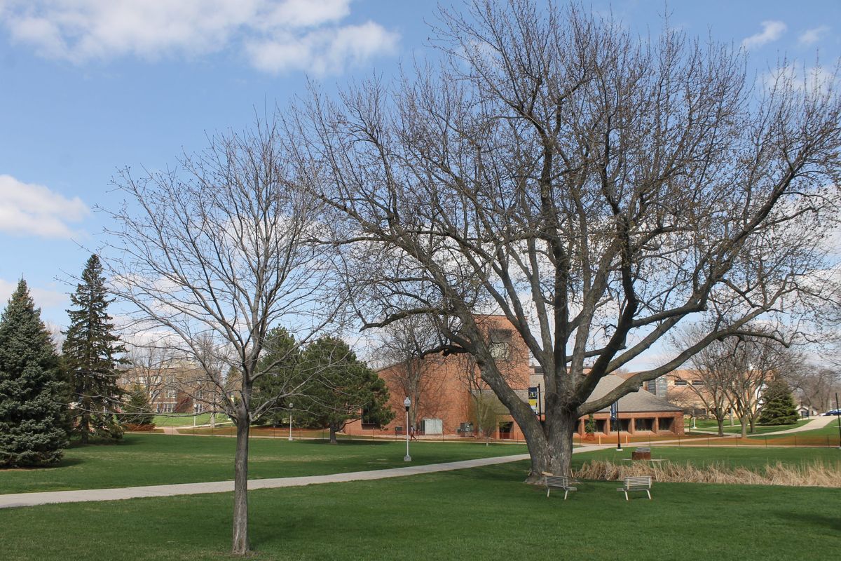 Renovation of green leads to removal of trees